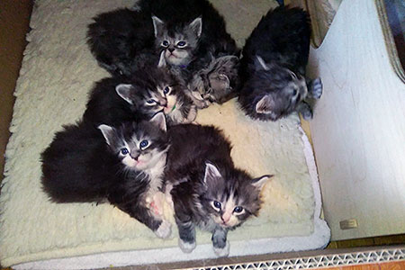 Cuccioli2020-06.jpg