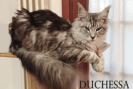 Duchessa